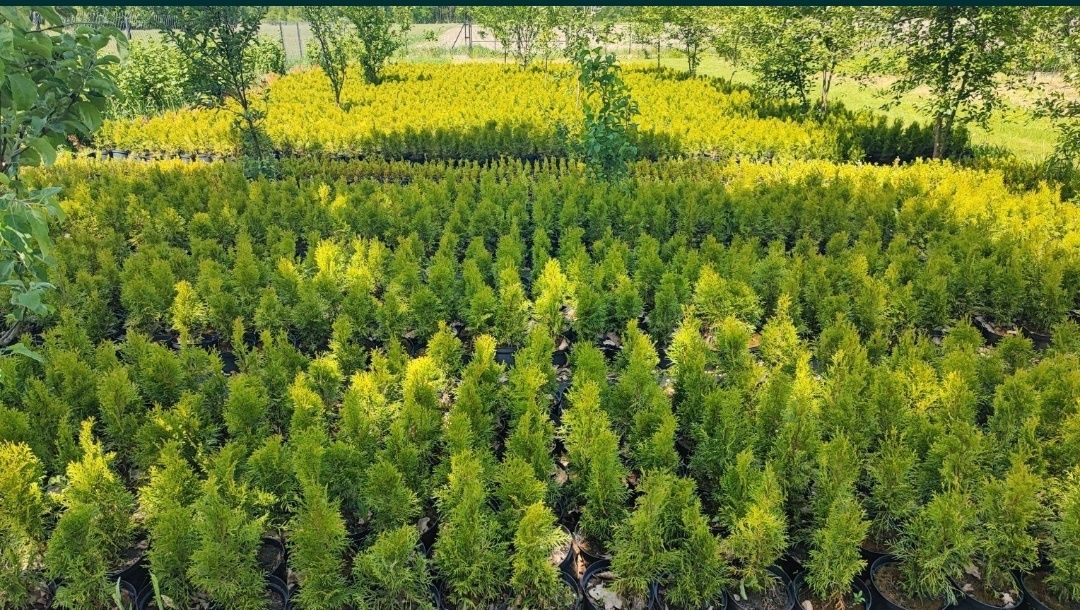 Tuja Szmaragd piękna