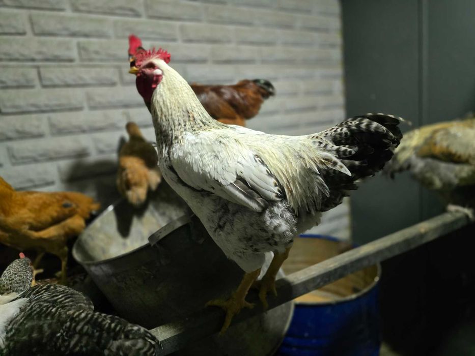 Молодые домашние петухи для  разведения . Петух Півень
