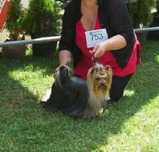 Yorkshire Terrier FCI Suczka