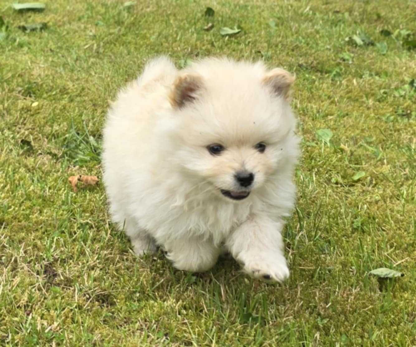 pomeranian, szpic miniaturowy biała suczka