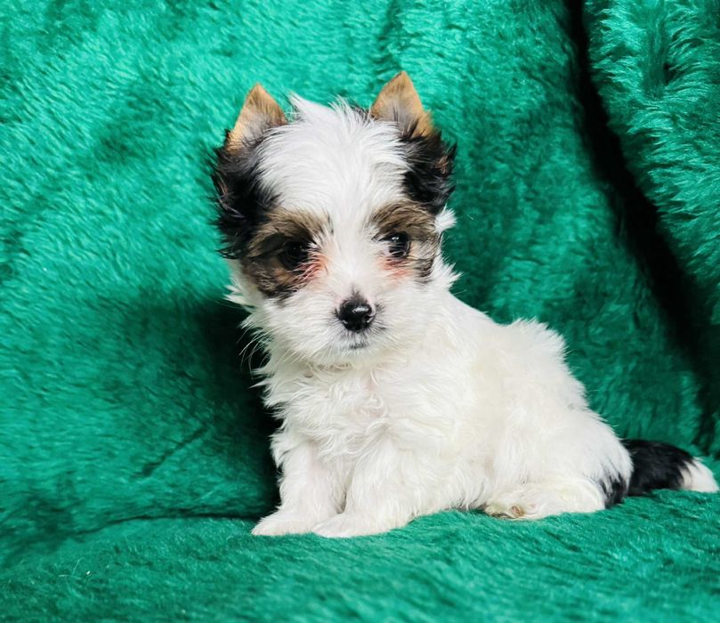 Malutki piesek biewer yorkshire terrier