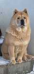 Chow Chow suczka