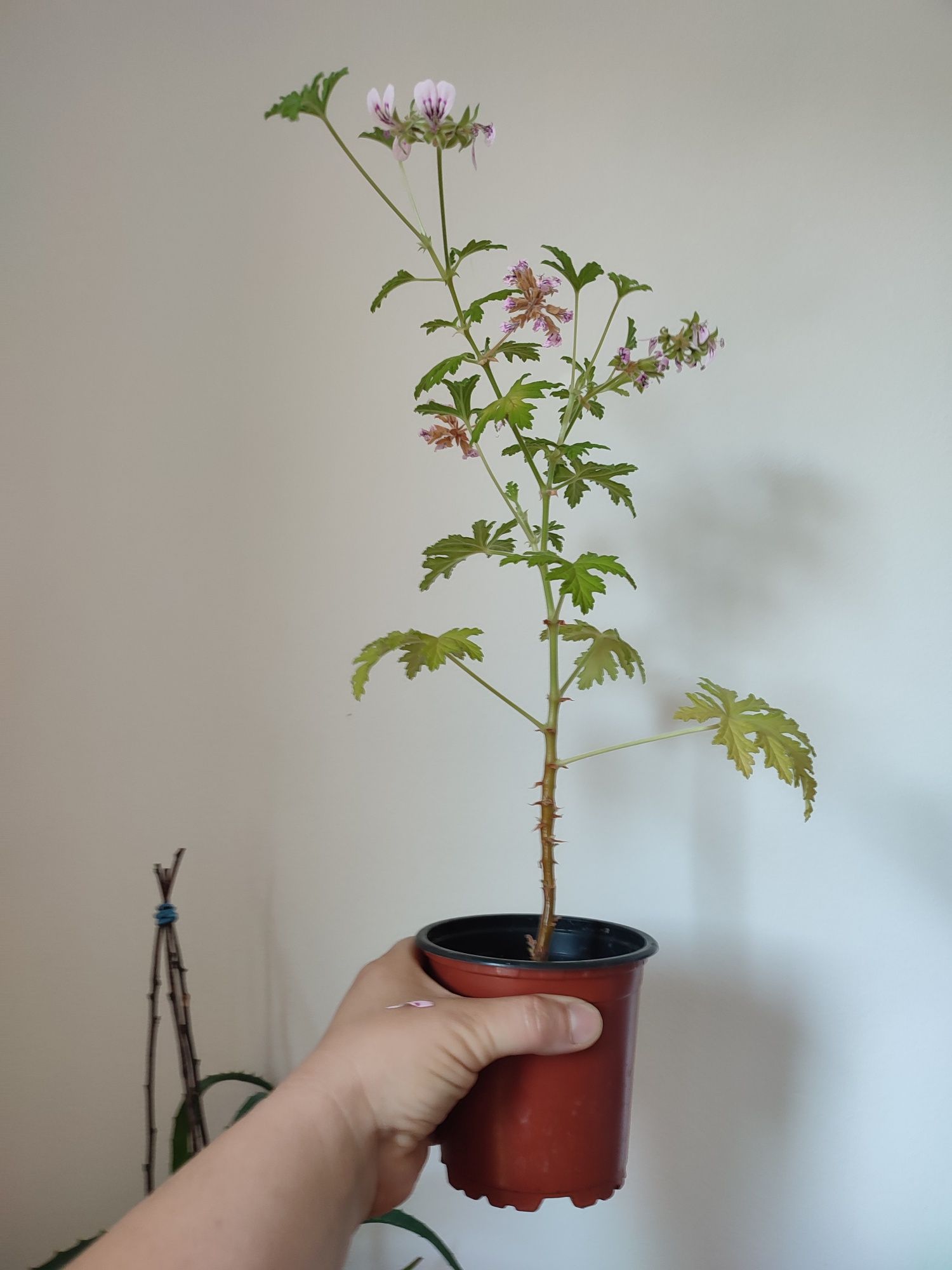 Młode geranium 1 sztuka