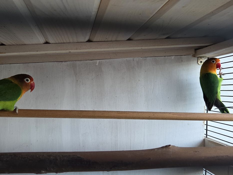 Para ceder rosicolis