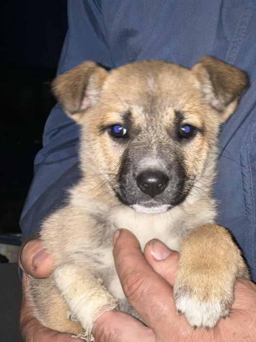 Цуцик,цуценя,щеня,собачка