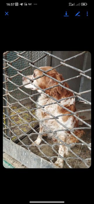 Песик в добрі руки