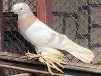 Среднеазиатские выставочные  голуби