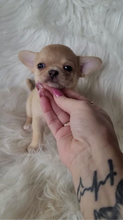 Chihuahua sunia beżowa merle