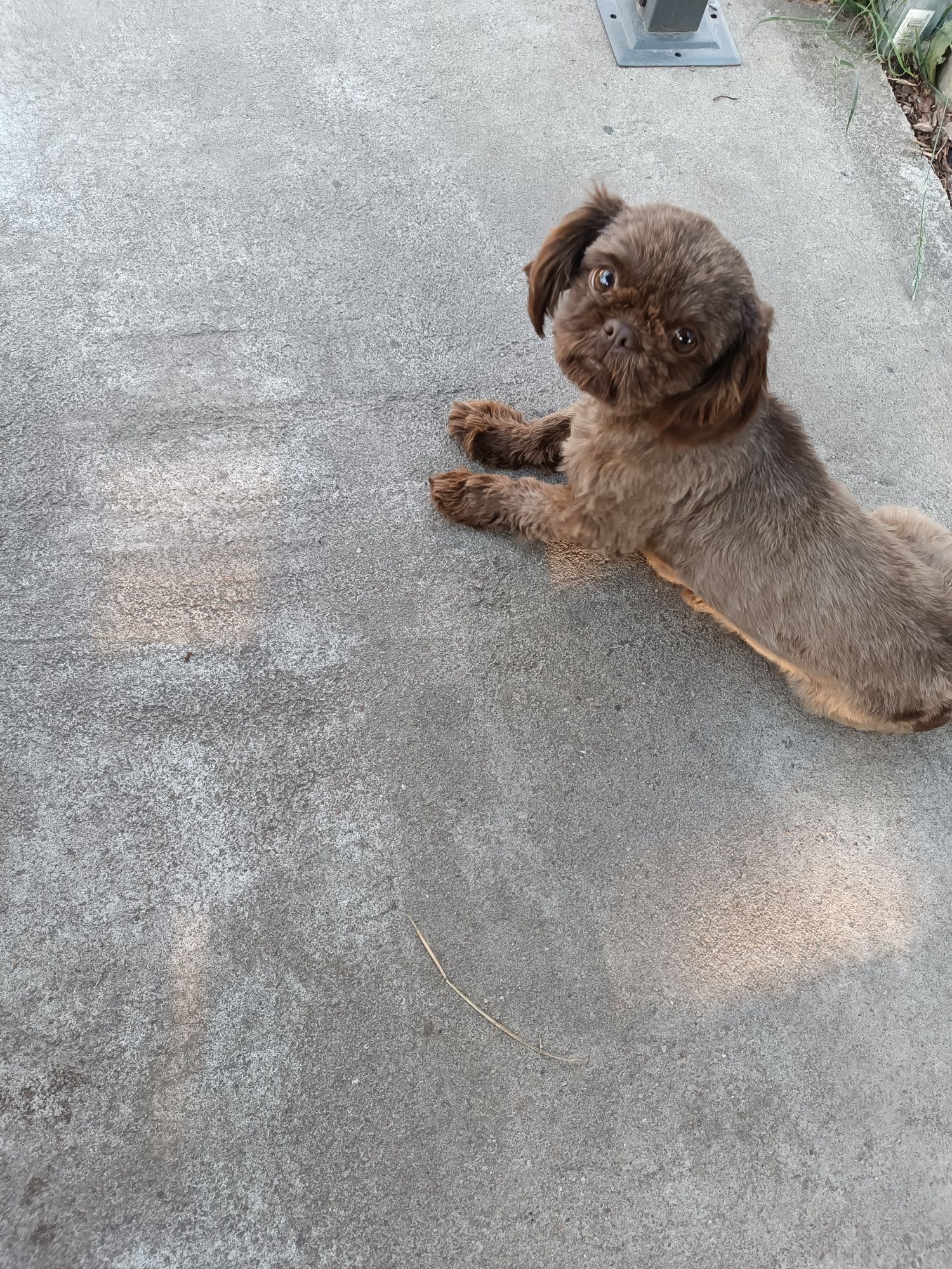 Dorosła czekoladowa sunia shih tzu. Rodowód!