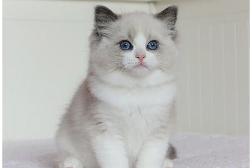 Ragdoll kotka kocurek Bicolor RODOWÓD