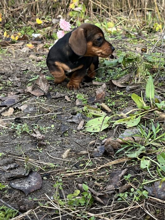 Такса , цуценя, чудовий хлопчик