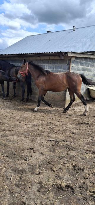 Klacz Śląska Ksiega Główna