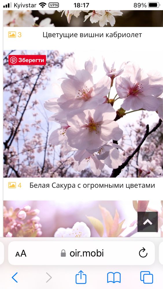 Сакура саженцы (Канзан)