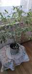 Kwiat ficus benjamin