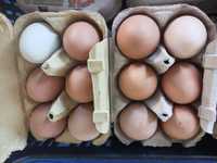 Vendo ovos de galinha e de gansa