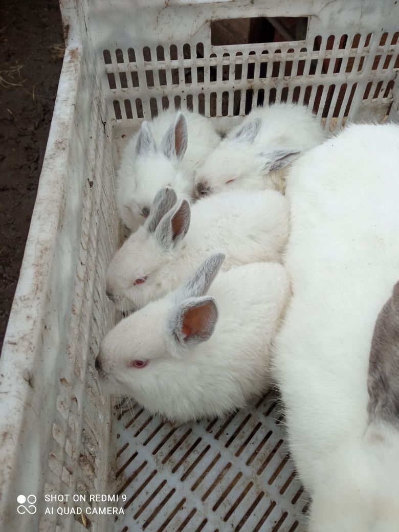 Продам кролі для розведення  і тушкою  !!!