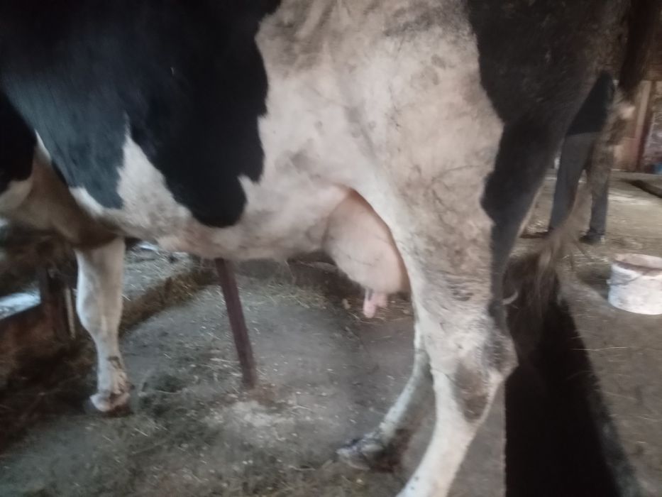 Продам добру молоду корову