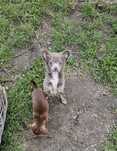 Chihuahua piesek gotowy do odbioru