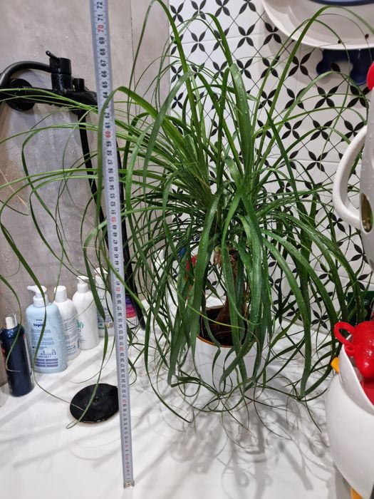 Beaucarnea recurvata Beukarnea duży okaz ponad 70cm wysokości