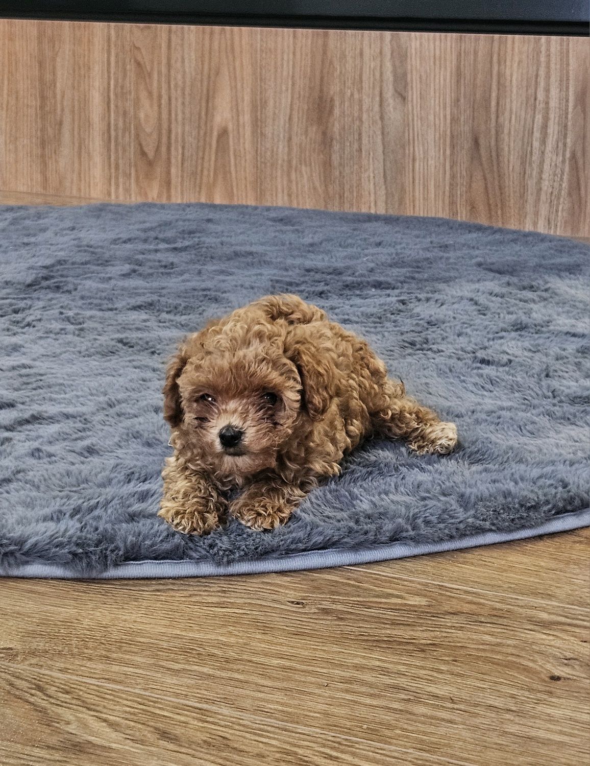 Maltipoo F1B - maltipoo x pudel toy, suczka