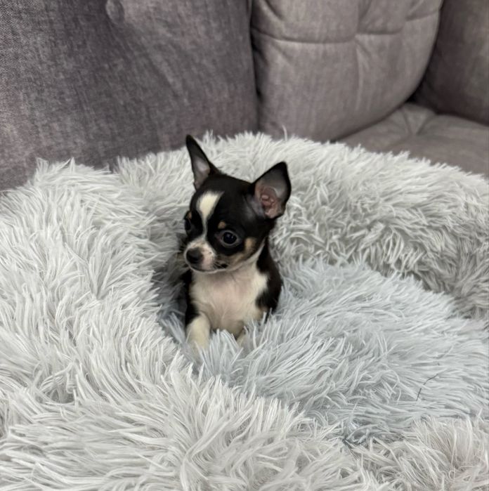 Chihuahua mini sunia tricolor xxs