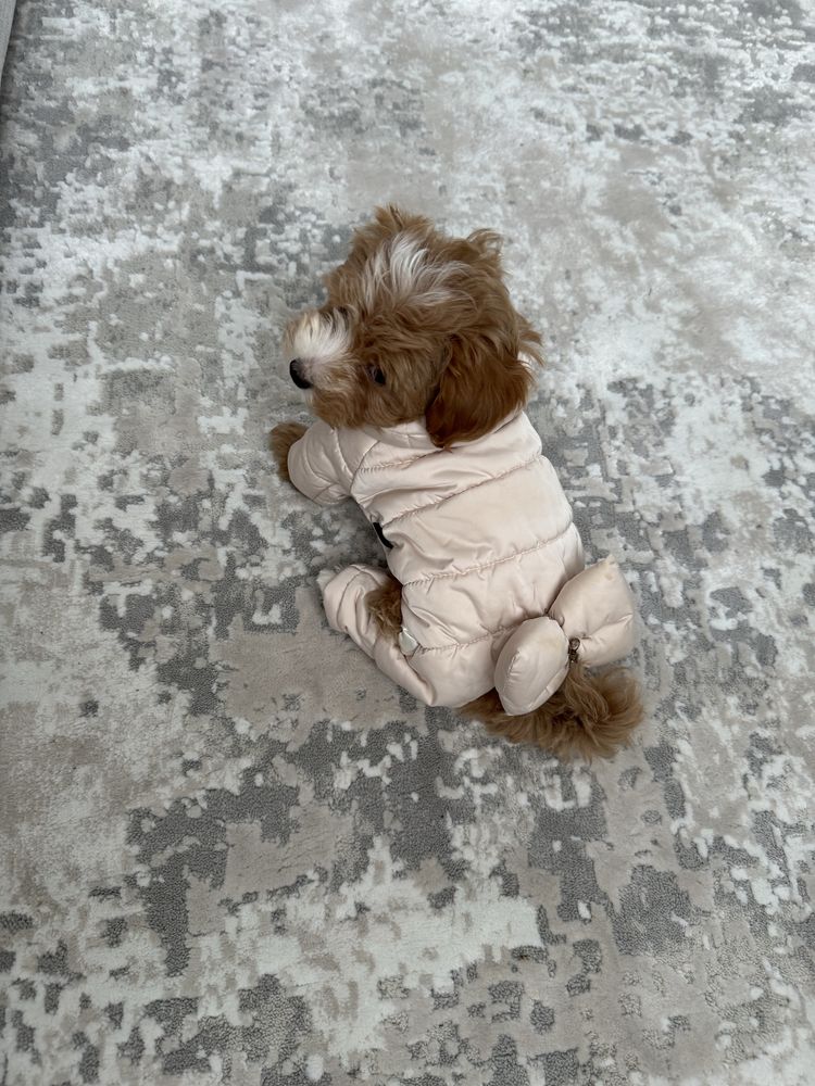 Комбінезон куртка одяг для собак