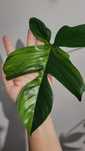 Filodendron florida beauty pędówki