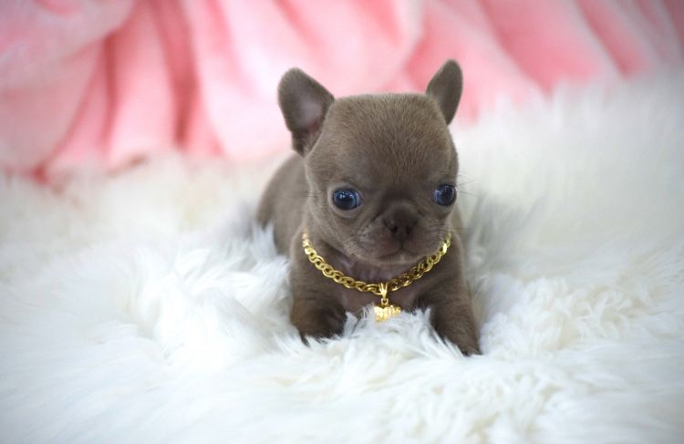 Cudne Mini XXS Liliowe Chihuahua Wyjątkowa Uroda Odbiór na Święta