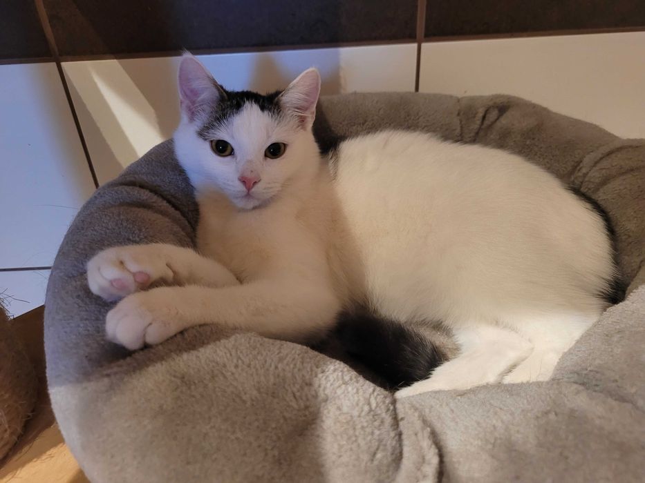 Olga urocza kocia dama