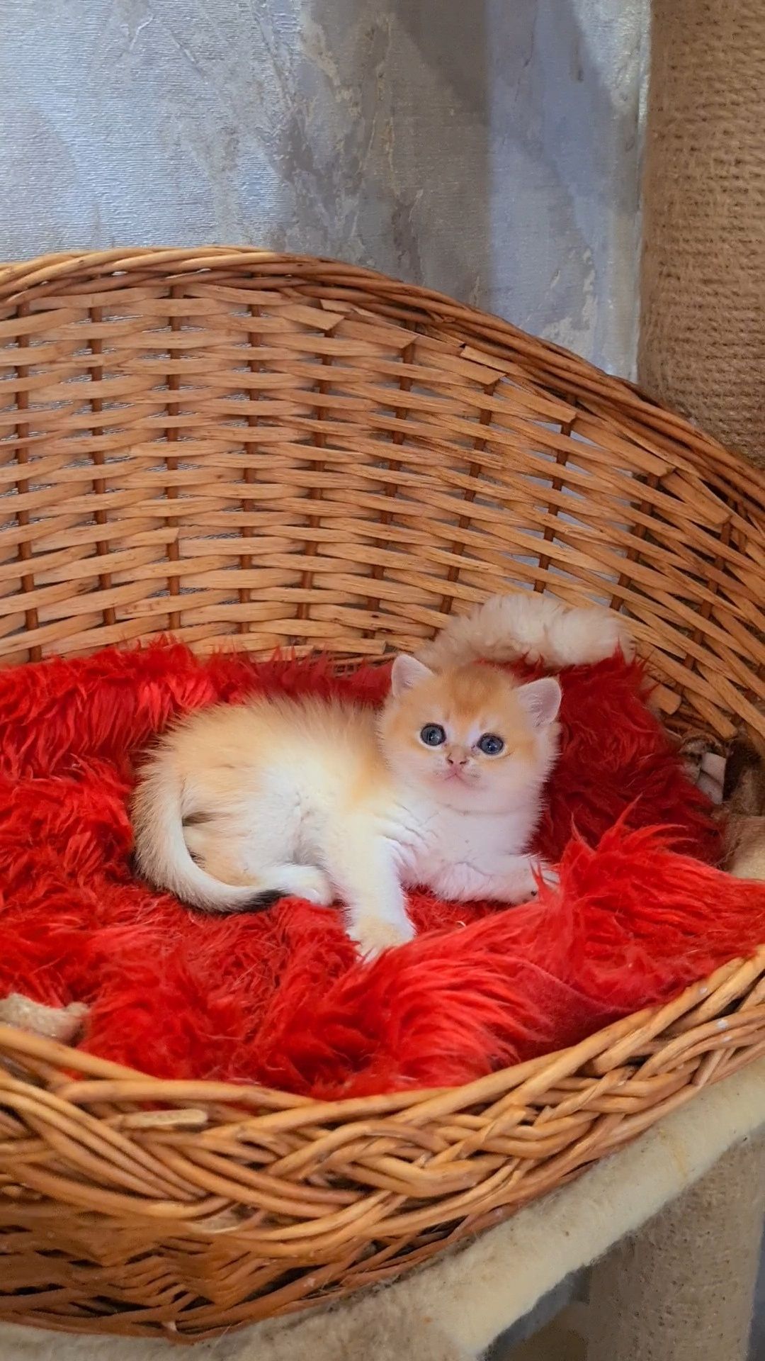 Шикарные котята золотой шиншиллы