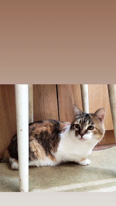 Отдам кошку трехцветку, стерилизована