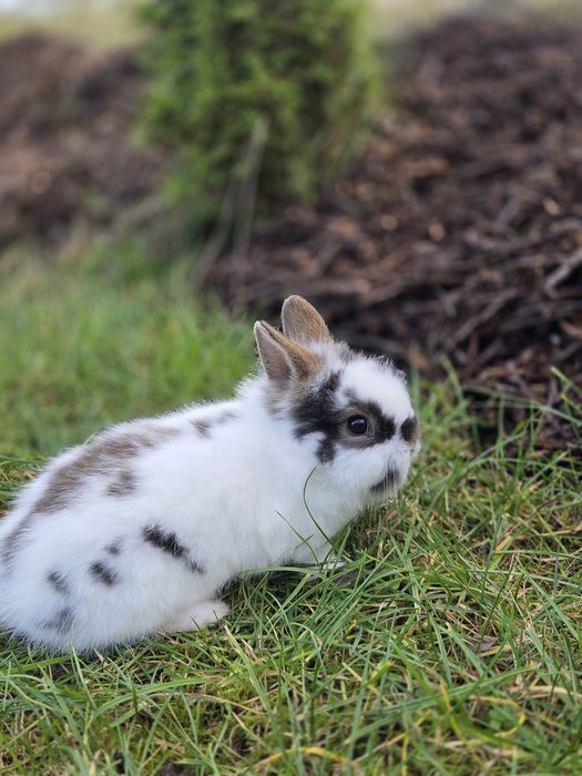 Królik miniaturka TEDDY Króliczek miniaturowy mini