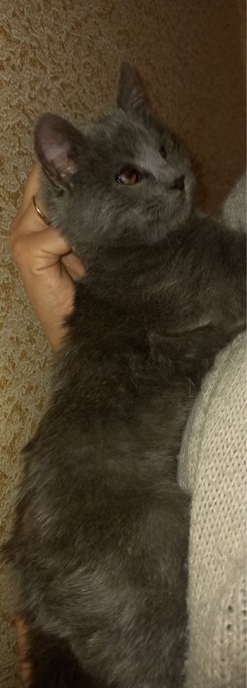 Кошеня шукає люблячу родину
