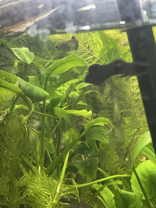 Rybki akwariowe gupiki samce