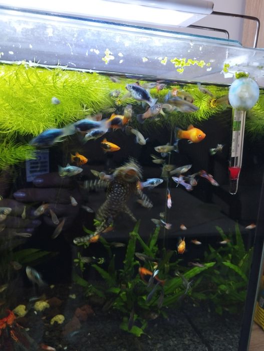 Platka, gupiki mix kolorów