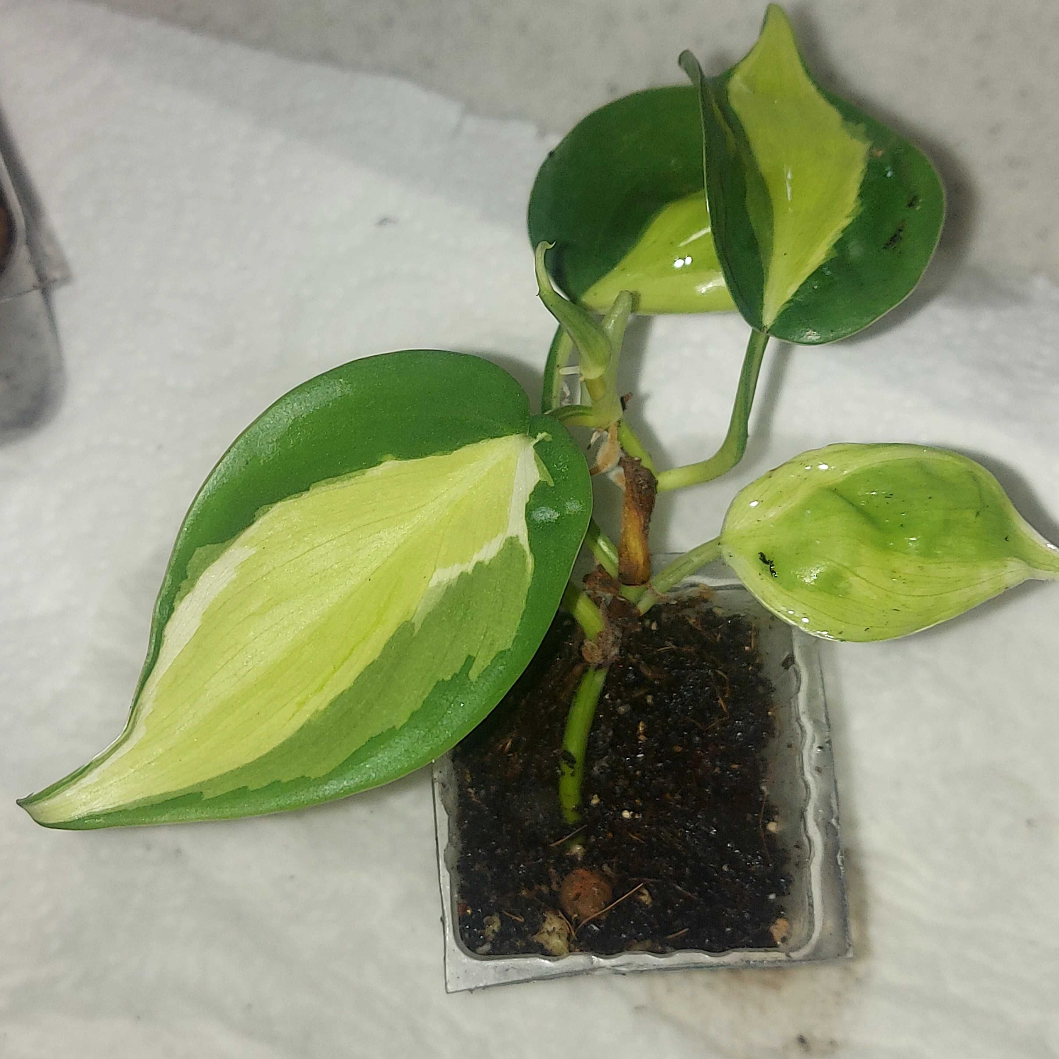 Filodendron crem splash