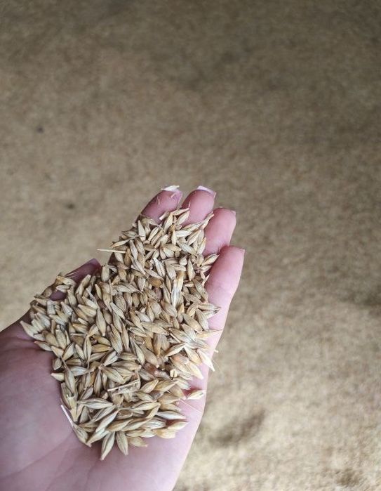 Продам пшиницю і ячмінь