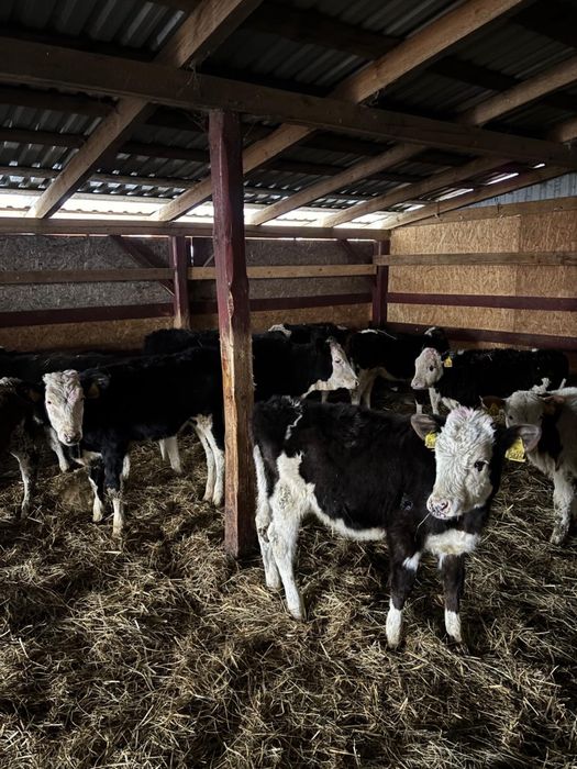 Sprzedam jalowki jedno gospodarstwo