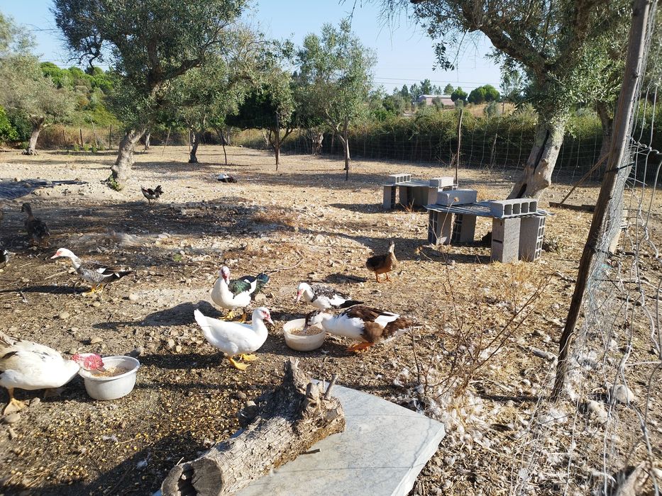 Vendo  várias raças de patos