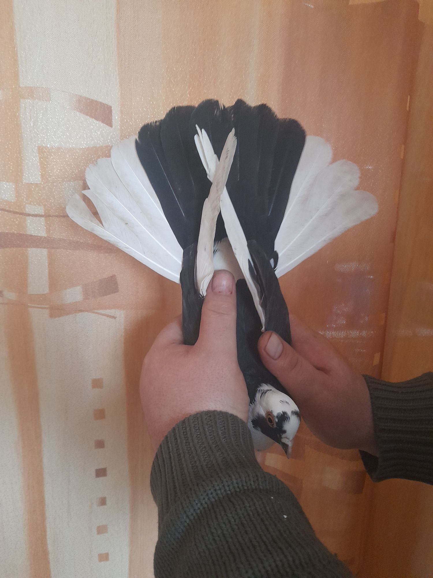 Golebie zamojskie 2 samiczki