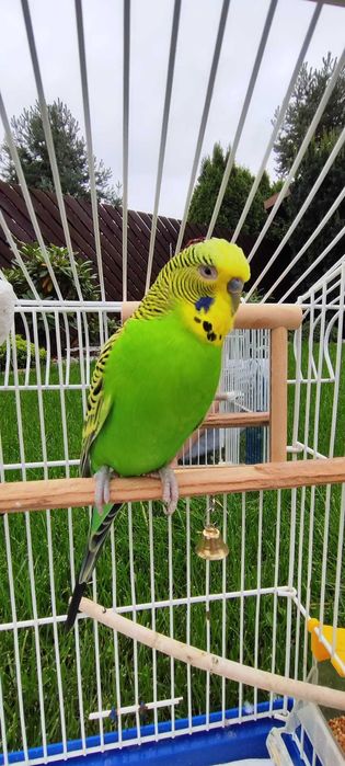 Sprzedam Papugę Falistą – samiec, 2 lata + klatka z wyposażeniem