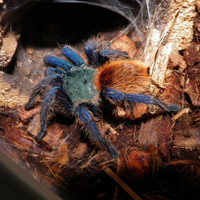Ptasznik. Chromaptopelma cynaoupobensens wraz z terrarium