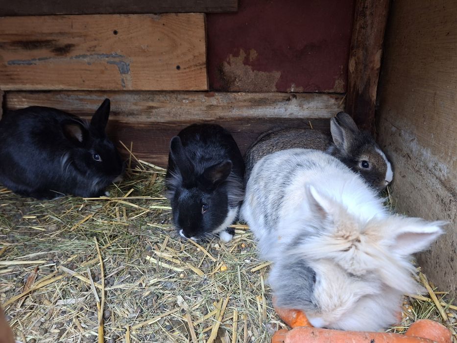 OKAZJA! 3 samiczki lewki miniaturki tylko 130zł