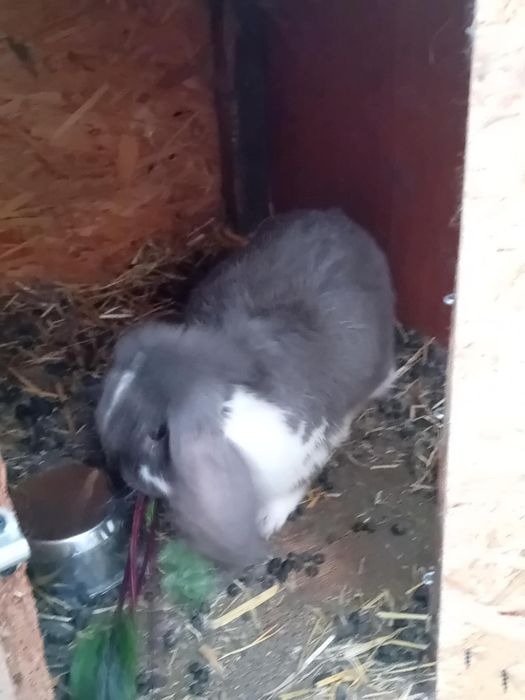 Sprzedam króliki barany francuskie