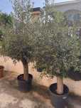Oliveira “Olea Europaea”