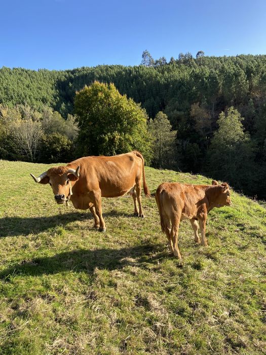 Vendo Vaca arouquesa e cria