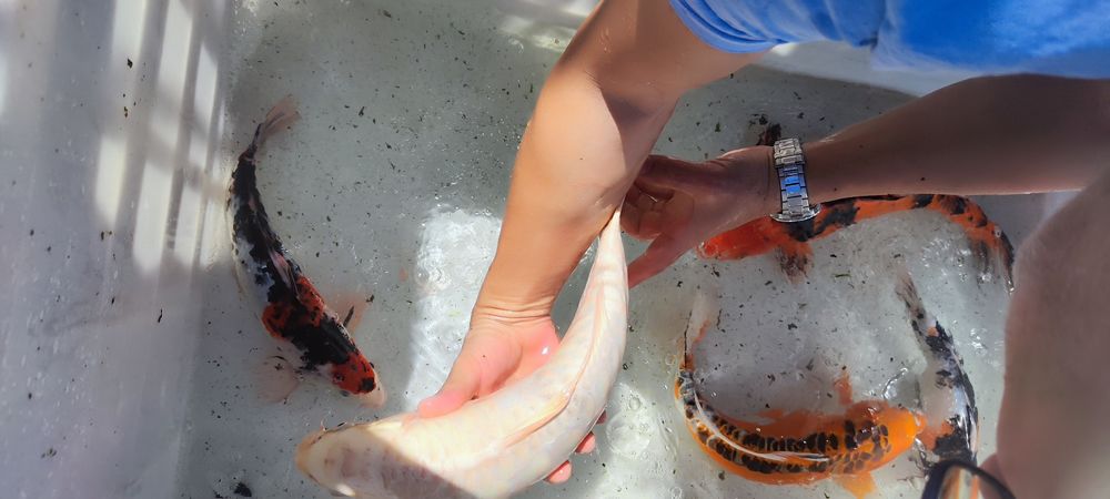 Carpas koi lindíssimas