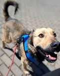 Szakal do adopcji