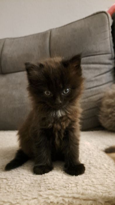 Dwa kociaki szukają kochającego domu!