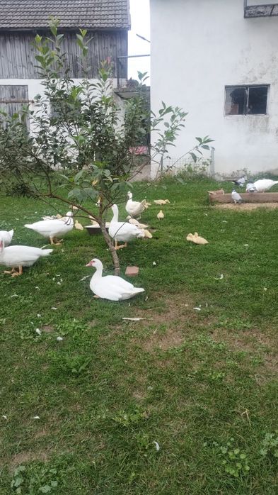 Kaczki piżmowe sprzedam